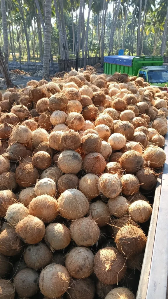 Pile of harvested coconuts loaded onto a truck at a coconut plantation in Indonesia