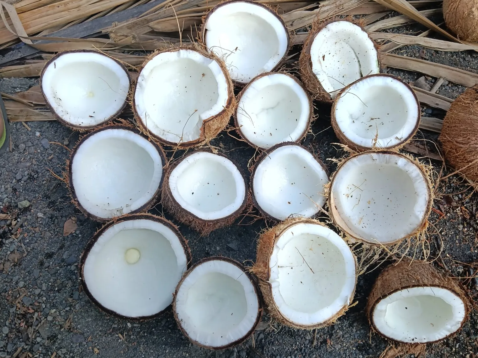 Halved coconuts with white flesh laid out on dried palm fronds at a plantation