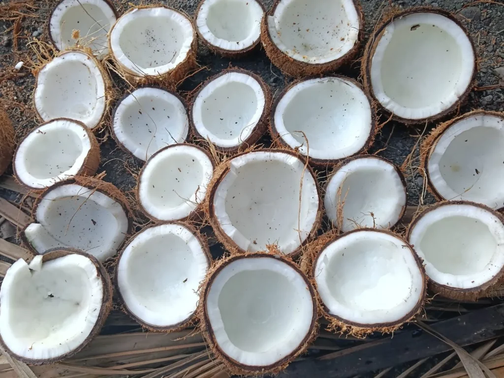Close-up of freshly halved coconuts showing white coconut flesh