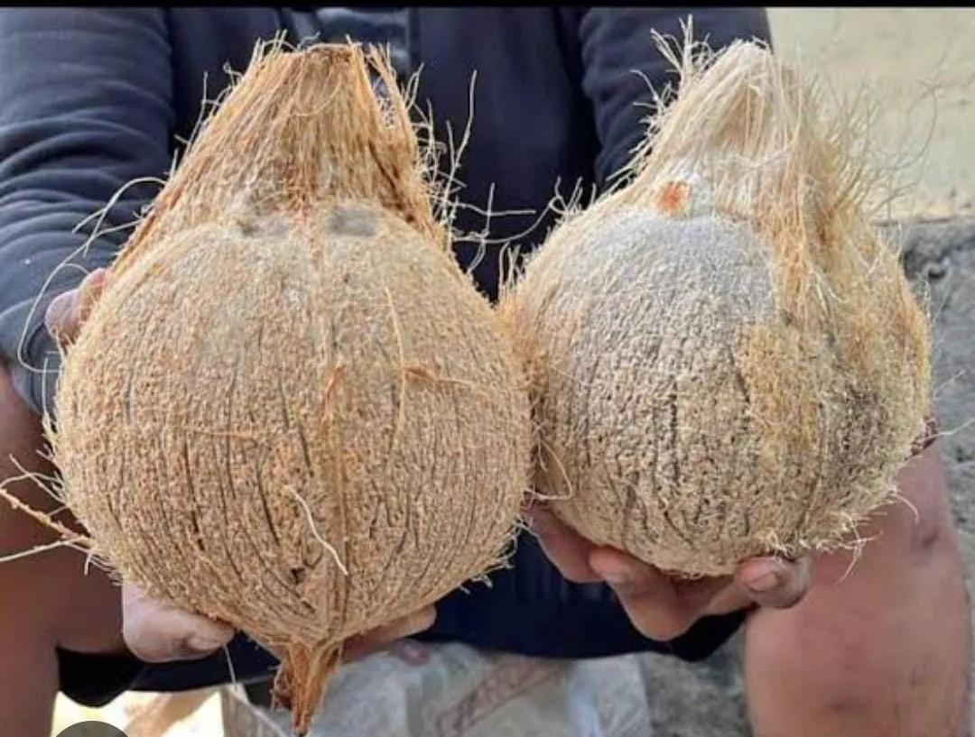 Close-up of two semi husked coconuts held by hand, showing trimmed husk fiber