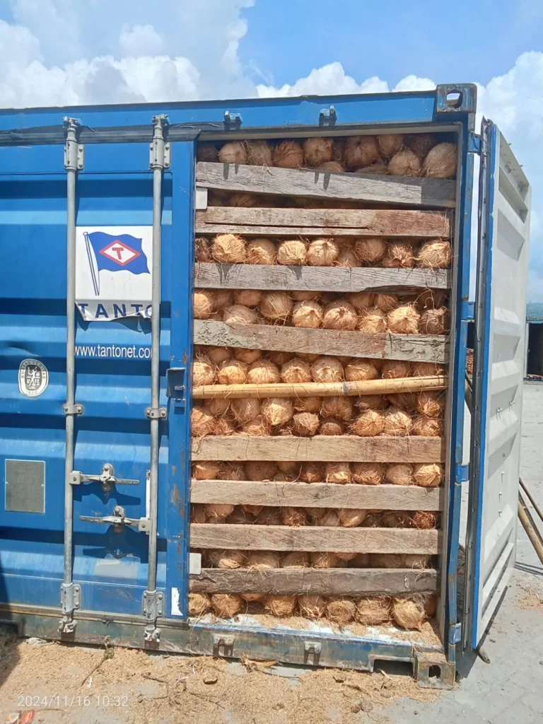Semi husked coconuts packed and loaded into a shipping container for export from Indonesia
