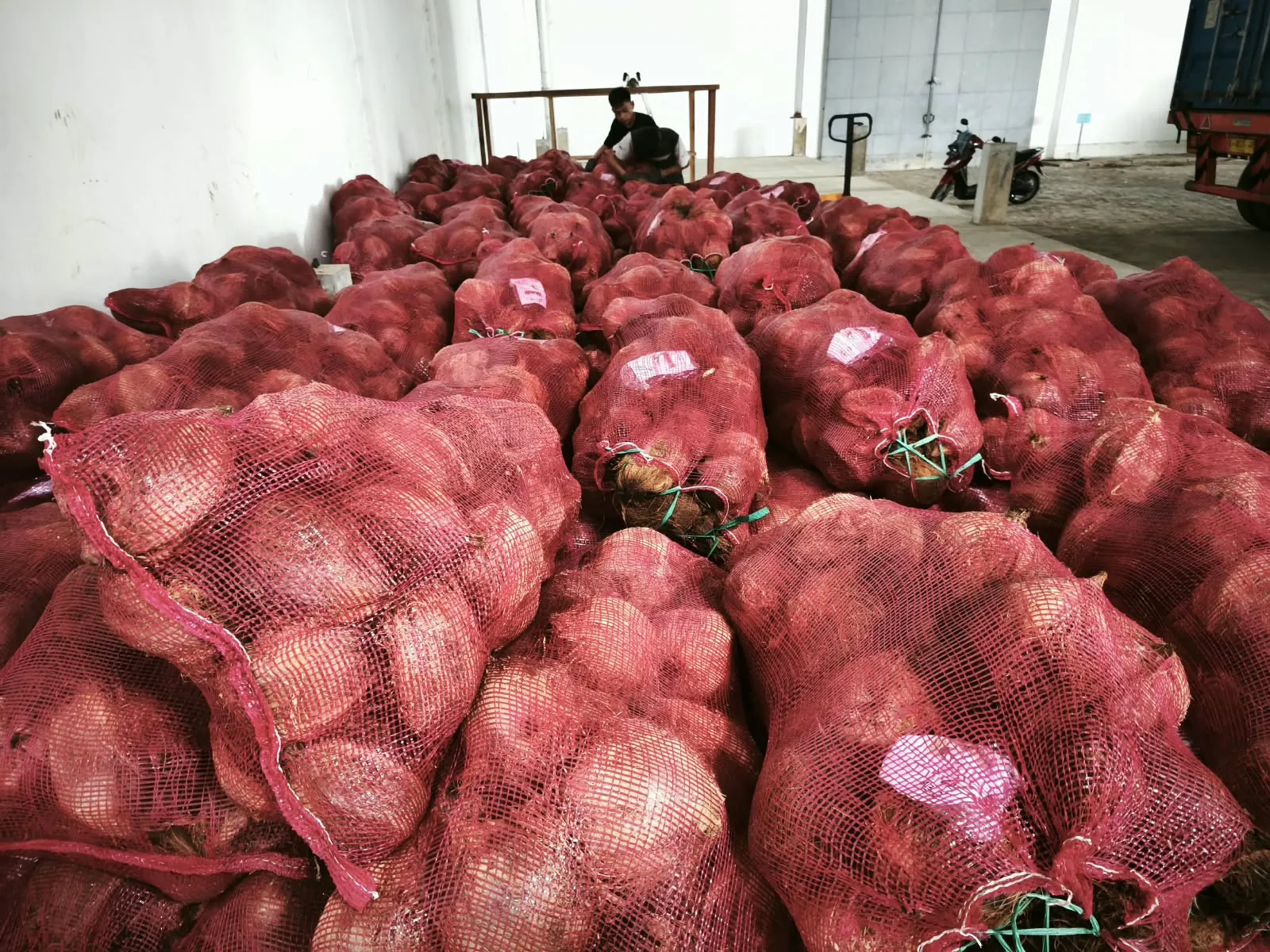 Rows of mesh sacks filled with semi husked coconuts stacked in a warehouse ready for export